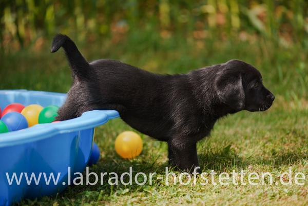 Deko Hund, Welpe in Baden-Württemberg - Hüffenhardt